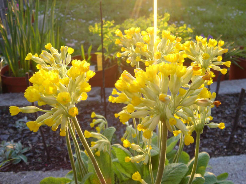 Primula veris photo
